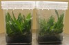 Ứng dụng hộp nhựa vuông trong nuôi cấy mô thực vật