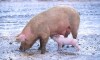 Lợn nuôi được phát hiện có nhiều gen lợn lòi đực hoang dã hơn suy nghĩ trước đây