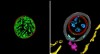 Các nhà khoa học tìm ra bằng chứng giải thích tại sao DNA ti thể chỉ có nguồn gốc từ mẹ