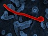Đột biến ở virus Ebola Makona không làm tiến triển bệnh ở chuột và khỉ