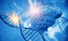 Các vùng DNA trong não góp phần tạo nên con người chúng ta