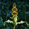 Biến đổi gen tự nhiên: Cây trồng đánh cắp gen từ các loài khác để đẩy nhanh quá trình tiến hóa