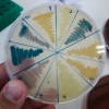 Glyphosate có thể đang thúc đẩy sự lây lan của vi khuẩn kháng đa thuốc.