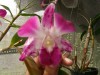 news 835 Dendrobium Sonia