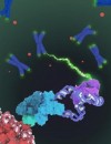 Phát hiện cấu trúc của telomerase mở đường cho nhiều loại thuốc mới chống lão hóa và ung thư