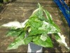 Quy trình trồng và chăm sóc cây Tróc bạc cẩm thạch (Syngonium podophyllum Albo variegata)