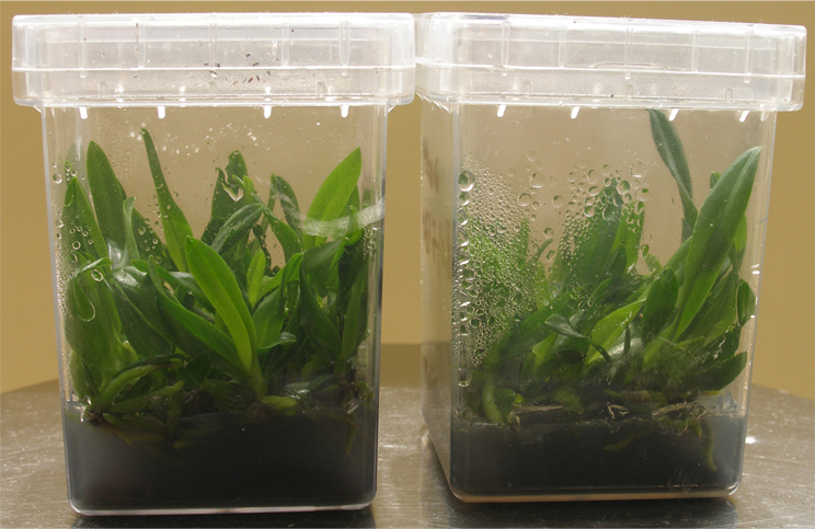 Ứng dụng hộp nhựa vuông trong nuôi cấy mô thực vật