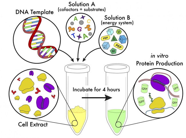 Mô hình tổng hợp Protein